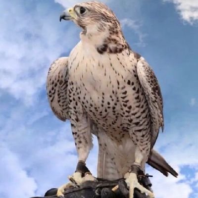 اكره الجماعات المتطرفة متذوق للشعر النبطي (شمر خط احمر)
الرتوتة لاتعني موافقتي للكاتب بالضرورة
حياكم الله