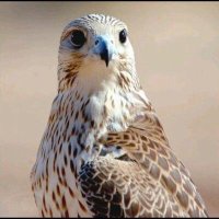 ابو شهد (@aboshahed001) 's Twitter Profile Photo