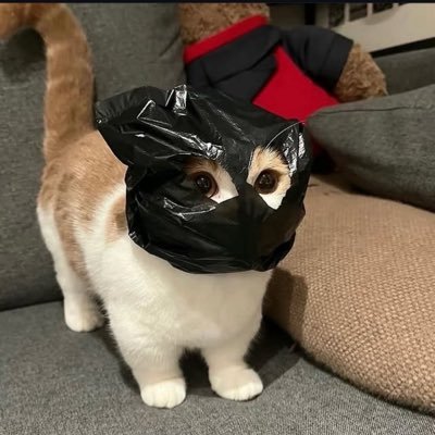 steeps's profile picture. priv @liedtourface
