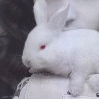 ooes♟️ (@lepetitrats) 's Twitter Profile