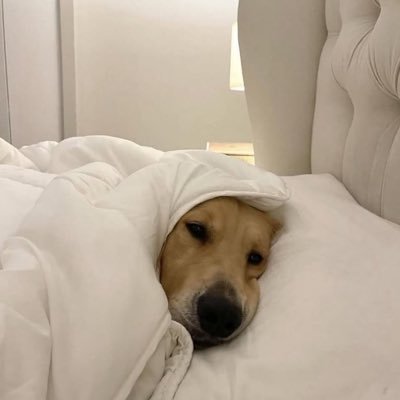 TugceKonyal's profile picture. Thank you, Linus 🍸