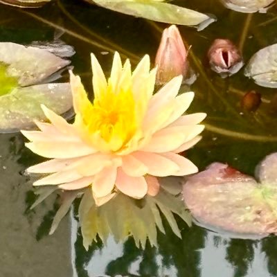 ParijathaROC's profile picture. Anti-Dictator