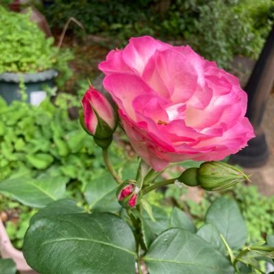 愛する日本を守りたいだけ。 たいらけくやすらけく。植物🪴空、山、日本文化歴史、政治、経済、宇宙、教育、音楽に興味。