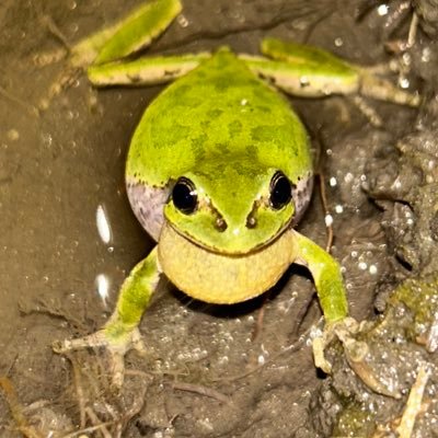 PotamiTrachy's profile picture. うっとり系生物学徒です。 筑波大学生物学類/Univ. Tsukuba/🏳️‍🌈🏳️‍⚧️/🍉