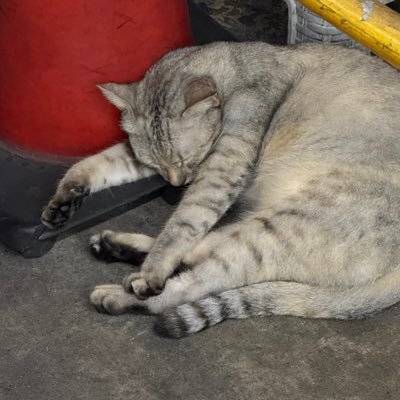 impethsi's profile picture. 🩵💜🧡