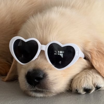 ddee 🐾さんのプロフィール画像