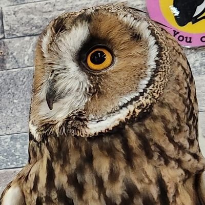 snnmnmkt's profile picture. 二松学舎大学落語研究会1年生のほうこうだよ！
ほぼ日記感覚。年365回ツイートしたい。