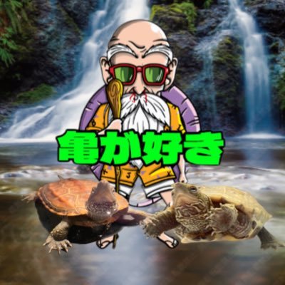 kame1000chon's profile picture. 毎日のんびりまた〜り亀ちゃんLIFEを過ごします🏠 カメちゃんが大好きです🥰イシガメ🐢💚ラベンダーアルビノクサガメ🐢💚クサガメ飼育中🐢𓈒 𓂂𓏸🙇‍♀️自由にカメちゃんを呟きます🗽 のんびり亀垢 #クサガメ🐢#イシガメ🐢💚