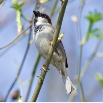 imamihussain313's profile picture. DXFGMB