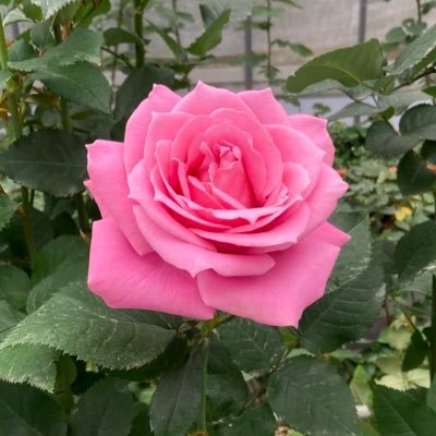 アキさんのプロフィール画像