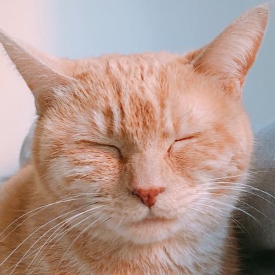 トラさんのプロフィール画像