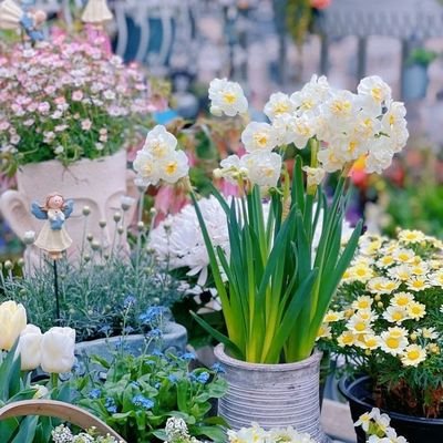 花や自然が好きです🌹🌻🌿神社⛩️お寺などの歴史やルーツに関心あり/信教の自由を/DMは返信できません🙇