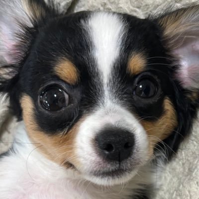 忠犬さんのプロフィール画像