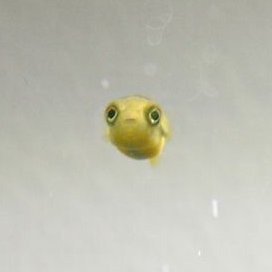 Crm4Ayg5b291519's profile picture. 猫がだいすきなアラフォー主婦です🕺