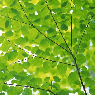 yatodharma's profile picture. यतो धर्मस्ततो जयः।
Interested in IR, here to learn.
Love my Bharat.
Sanskrit is beautiful.