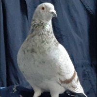 鳩を探しています (@pigeon_250523) 's Twitter Profile Photo 鳩を探しています (@pigeon_250523) 's Twitter Profile Photo
