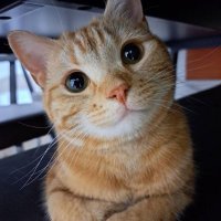 Galletas De sandia (@sandia54085) 's Twitter Profile