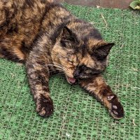 ハネ (@hane31500) 's Twitter Profile