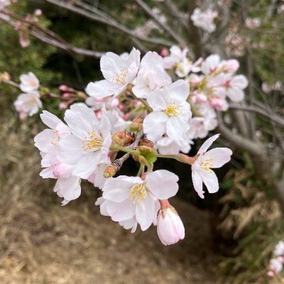 優雅装う神戸市民bot