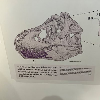 agsd26's profile picture. 双星の陰陽師/恐竜/妖怪ウォッチ（少し）/仮面ライダー（ほんの少し）　など