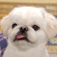 ちみ (@__mamushidesu) Twitter profile photo