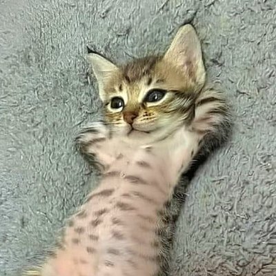 Guy who tries to make the world of crypto easier😺
Community helper😺
