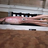 コウイカの母 (@jeu7obuysfsisvp) 's Twitter Profile Photo