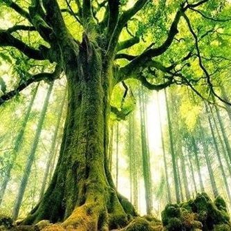 loan320's profile picture. Born to try