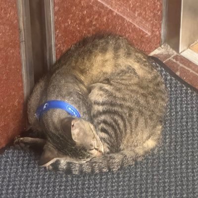 yingpyon11's profile picture. 金門