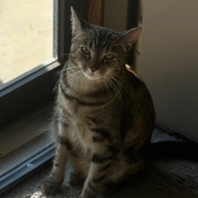 Ladyhawke1156's profile picture. 