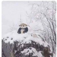 William (@wcheung2180) 's Twitter Profile