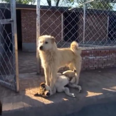 El más grande no siempre es el mas valiente. Siempre debemos tener un líder a quien respetar. En momentos de conflicto, reinará la paz, y el amor.