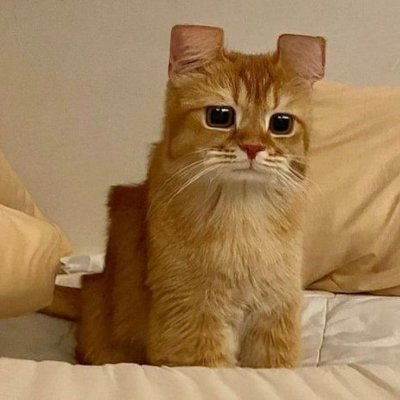 🐱WEB3野生科学家/兼职黑奴
😾日常撸毛+撸猫/偏技术向撸毛记录分享
😿已亏完/专注0撸项目
😸WX和TG:lumaoyangmao