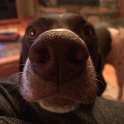 PandoraRawks's profile picture. Mother of Pointers (and a Dobe.) Keeper of The Bizness. Farmer.  Hatchet Packer.