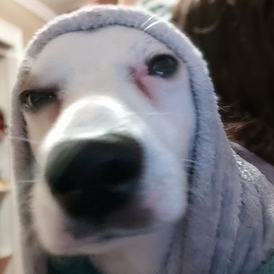 GiRaZoL900's profile picture. 