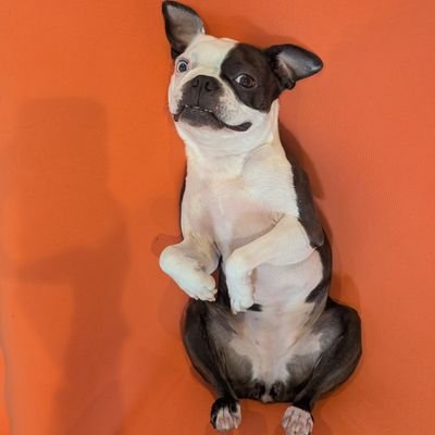 tsumutsuba1002's profile picture. ボストンテリア月麦(つむぎ)♀️。“むぎ”って呼ばれてます。
2021.10.2🎂2022.1.23🏠
お姉二人とお兄、パパママで溺愛中。