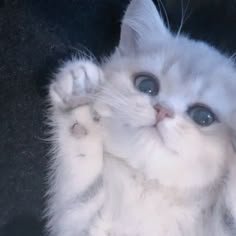 あなたは最愛の人𓈒𓂂🐺