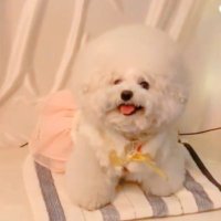 なほ (@krtnk_star) 's Twitter Profile