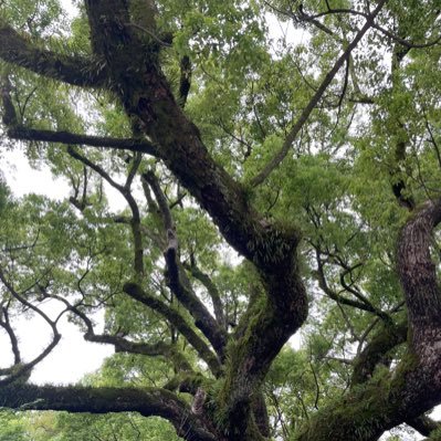 MSANA94990235's profile picture. 