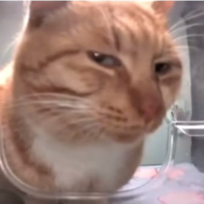 LilFatDog's profile picture. 