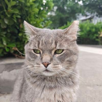 MelortLiu's profile picture. PhD in Chinese Acdemy of Sciences, interested in grape-microbe interation.