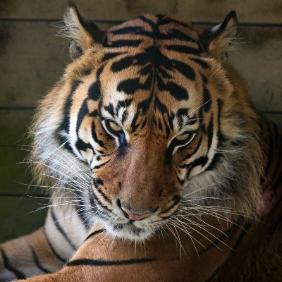 Yachemonn's profile picture. Environmental Artist on the Roblox platform.