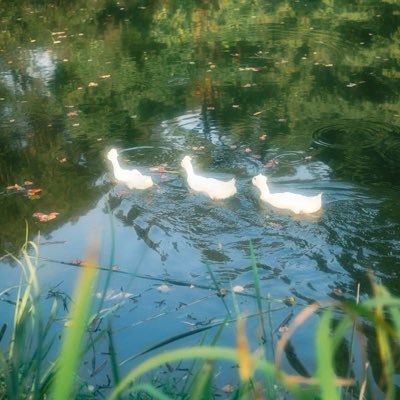 keyb0awd's profile picture. Lurking account!! May reply sometimes, more active on DISC! I’d love to moot, just know I’m a bit inactive!