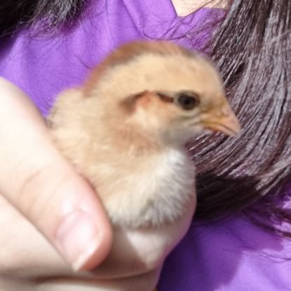 janjira1555219's profile picture. 