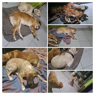 Con mis cinco hijos perrunos, mazo y cincel,terminaré de construir este difícil y sinuoso camino que es la vida
Con el corazón bien situado a la izquierda.