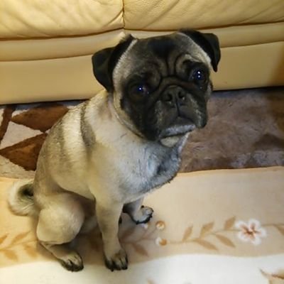 m012018473's profile picture. 無言フォロー失礼します🙏 なかなか呟けない小心者です🙋 漫画、アニメ、韓流、華流ドラ、 けーぽに癒されてる中年です🐯子どもに連れられて自衛隊関連イベント出没してます🚢