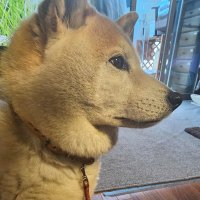 れんとげん (@miltonzollen) 's Twitter Profile Photo