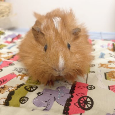 AixKng's profile picture. 2025.4.19生まれ🍒ペルビアンモルモットラテくん🪽🤎相棒はチョコビ🍫(シェルティー✖️ロシアンスモーク)