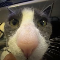 BBreachdat (@notreachdat) 's Twitter Profile Photo BBreachdat (@notreachdat) 's Twitter Profile Photo