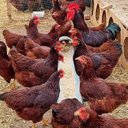 Brian Muto Mutonha - @MutoMutonha - Twitter